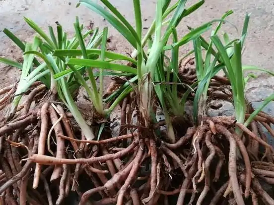 优质黄花菜种苗，今年栽种，明年采花！