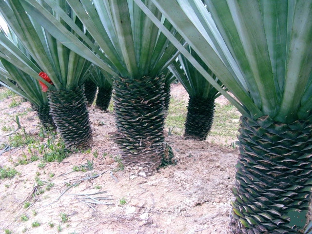巍山县剑麻