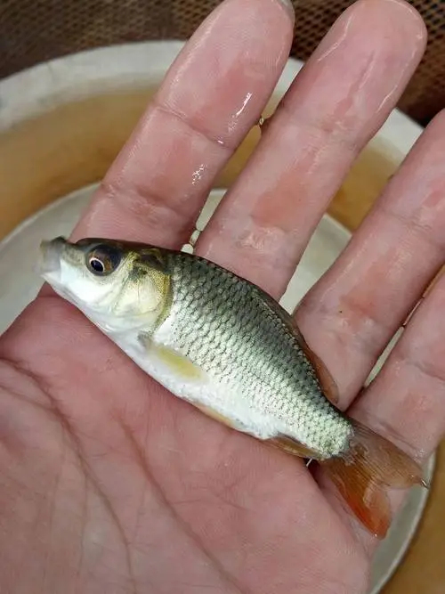 资中县鲤鱼苗建鲤，，无鳞鲤鱼，长期供应送货上门