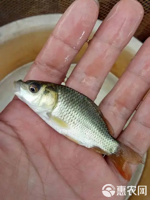 鲤鱼苗建鲤，，无鳞鲤鱼，长期供应送货上门