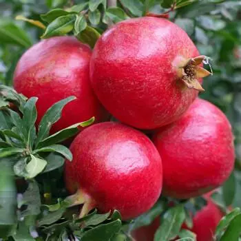 突尼斯软籽石榴，大量对接商超，电商，加工厂！