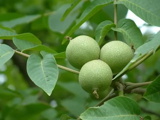 交口县核桃