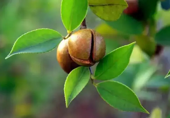 凌云县茶油提炼于野生木本油科植物果实中，茶油味甘、性凉。