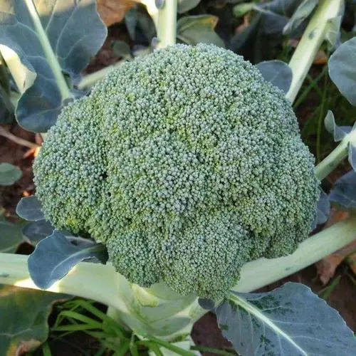 花椰菜（西兰花）