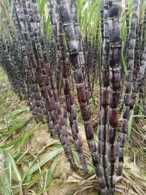 巢湖甘蔗  节长脆甜  汁多  质量保证   诚信合作
