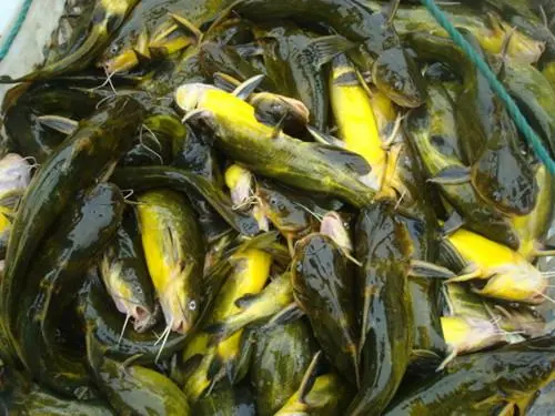湘阴县黄颡鱼、黄辣丁、黄姑子、黄沙古、黄角丁、刺黄股、昂刺鱼、昂公