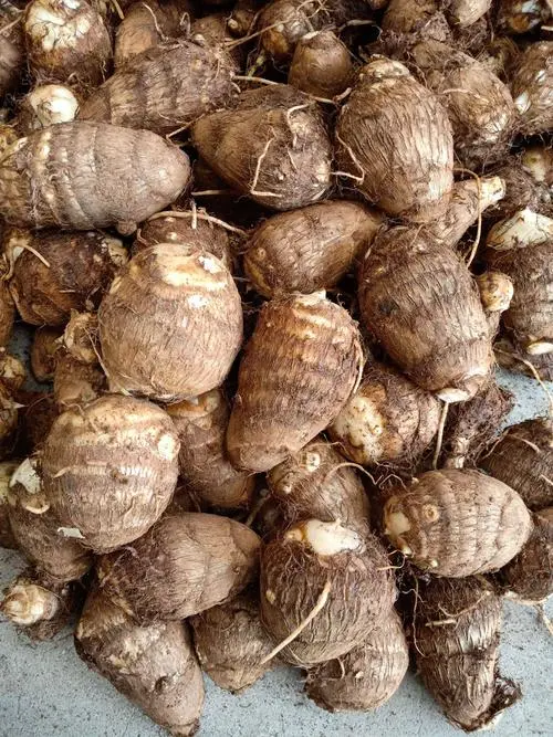 沂水县山东新鲜毛芋头，产地大量批发。
