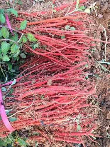 周口本基地提供丹参中药种植丹参苗，提供技术签订合同包回收。
