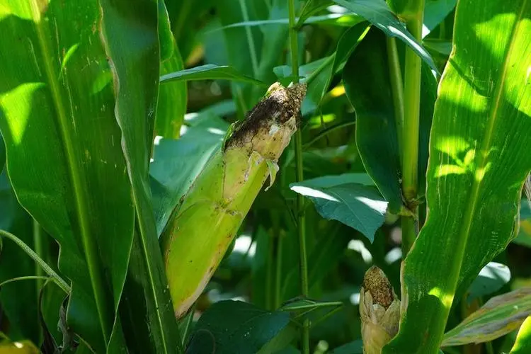 两百亩玉米青储要的联系