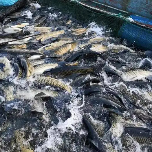 南平供应闽江网箱养殖草鱼 每只3斤左右 价格根据行情变动提前停食