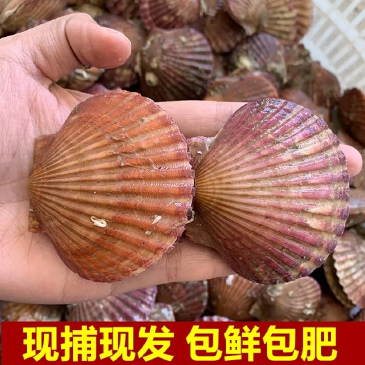 兴城市五彩贝