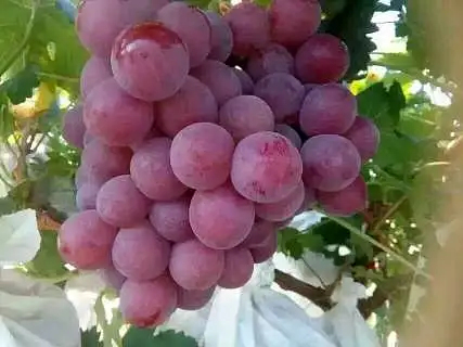 渭南红提葡萄