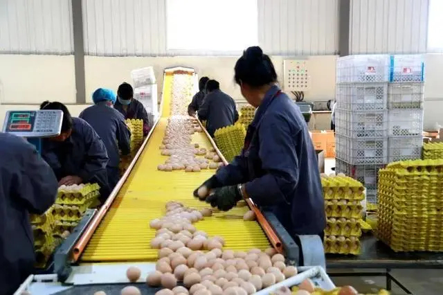 馆陶县英一蛋品基地直供各种鸡蛋，日供货量100吨，欢迎考察咨询。