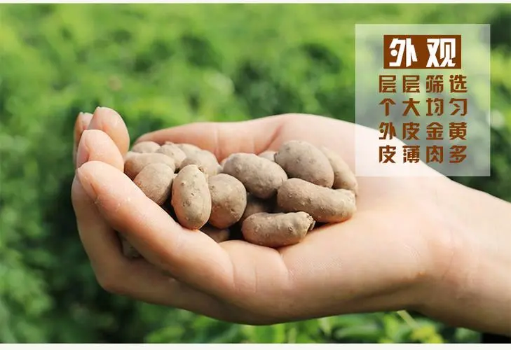 安平县《产地直供》小白嘴山药豆，可直供商超，批发市场，做糖葫芦的