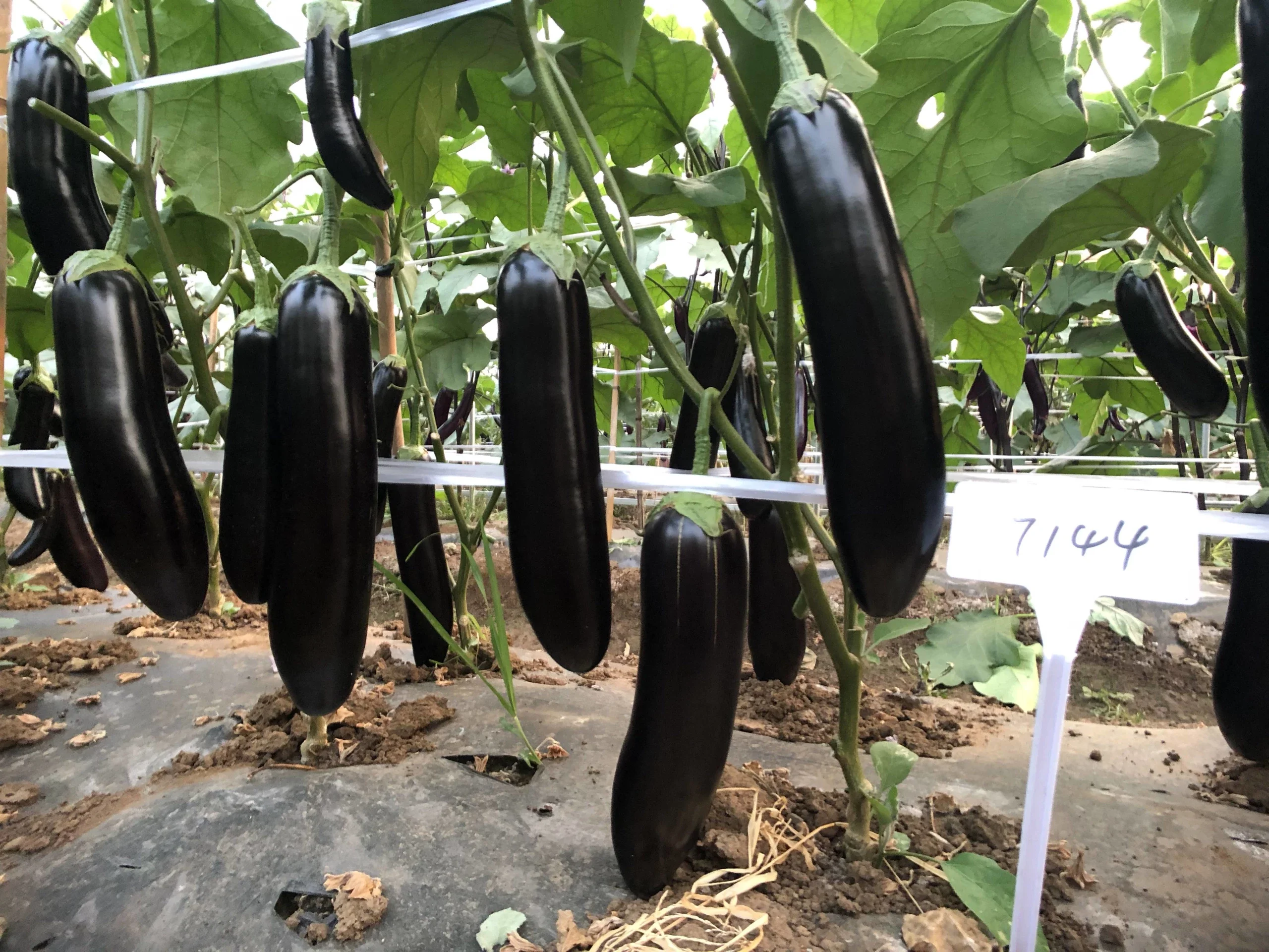 比亚久7144黑亮长茄种子顺直萼片绿连坐果能力强商品性强口感