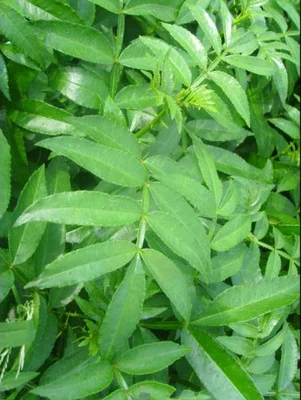 绛县花椒苗 无刺花椒苗，大红袍花椒苗