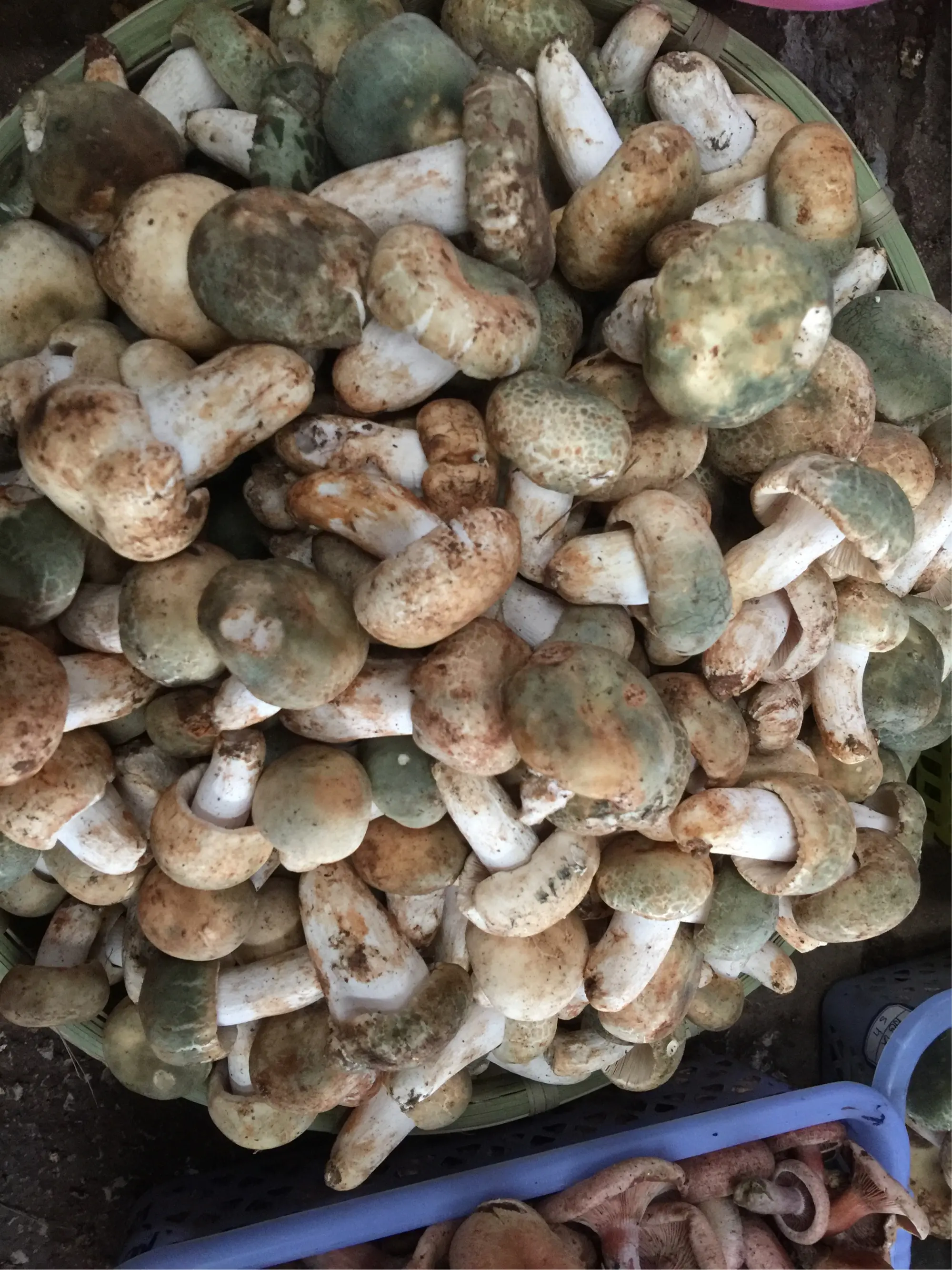 冕宁县野生青头菌，青头菇菇，发货流程:订单 - 采摘 - 发货