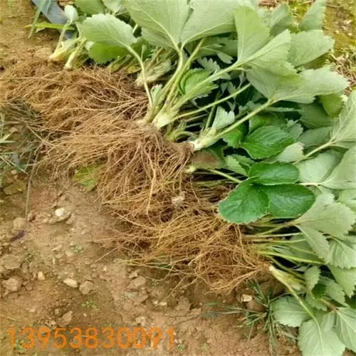 泰安草莓苗，赛娃草莓苗