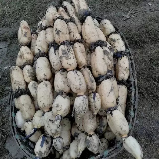 松桃县莲藕批发，自产自销，一手货源，实惠好物。
