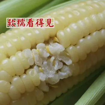 岢岚县2022年现货糯玉米，厂家直发，物美价廉，品质保障，欢迎参观