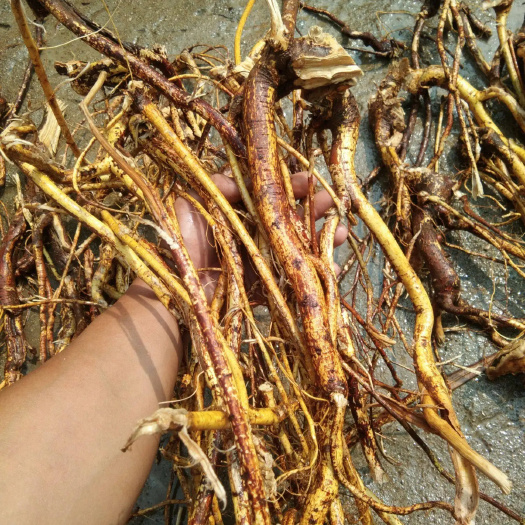 罗定市五指毛桃，假一赔三