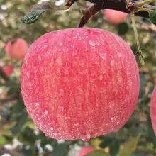 莱阳市烟台苹果