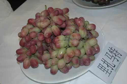 里扎马特葡萄苗，颗粒大，特别甜，耐储运