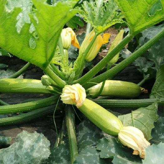 易门县云南玉溪露天种植西葫芦，支持代办代发！