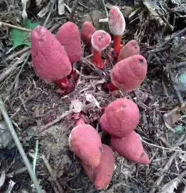 保康县山里有大量回春草，蛇菇，文王一支笔