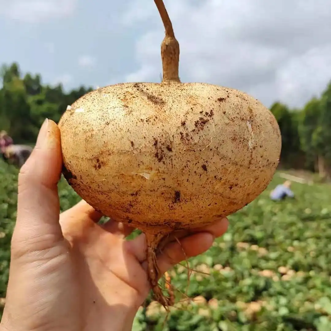 徐闻县凉薯也称白地瓜，支持电商，社区团购，一件代发，货源充足
