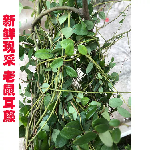 广州老鼠叶，可以，山上，现挖现发