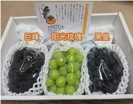 卢龙县无核黑皇，自然无核，大粒，香甜爽口，中晚熟品种，产量高，稳产