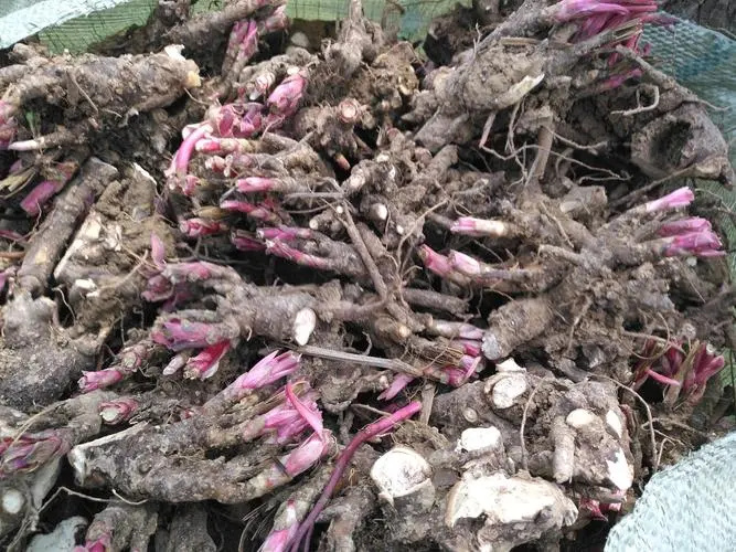 亳州优质白芍芽