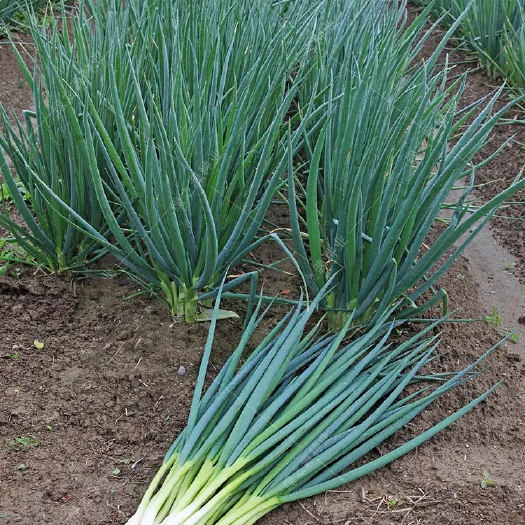 宁陵县四季小香葱