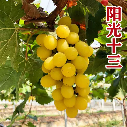 平度市阳光十三葡萄苗阳光13葡萄苗新品种批发基地直发