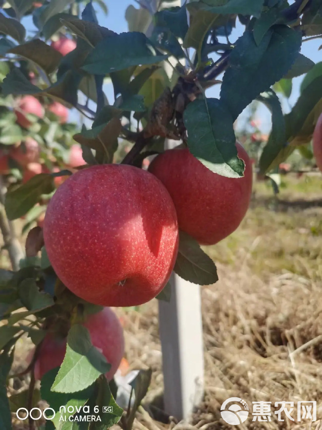 爱妃苹果苗新品种苹果苗