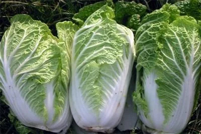 周口大白菜
