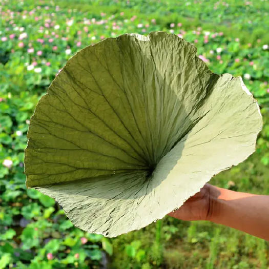 安新县白洋淀干荷叶！无农药残留，基地直发
