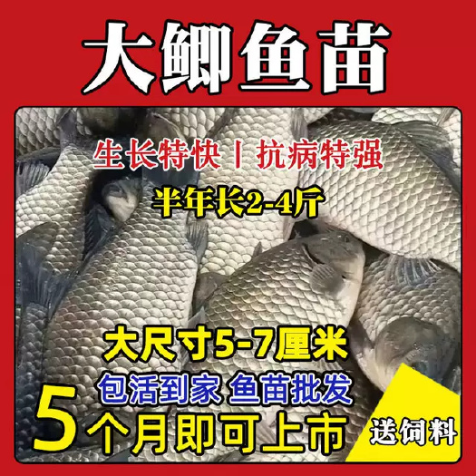 巴中鲫鱼苗，中科3号鲫鱼苗，湘云鲫鱼苗，基地直供质量保证