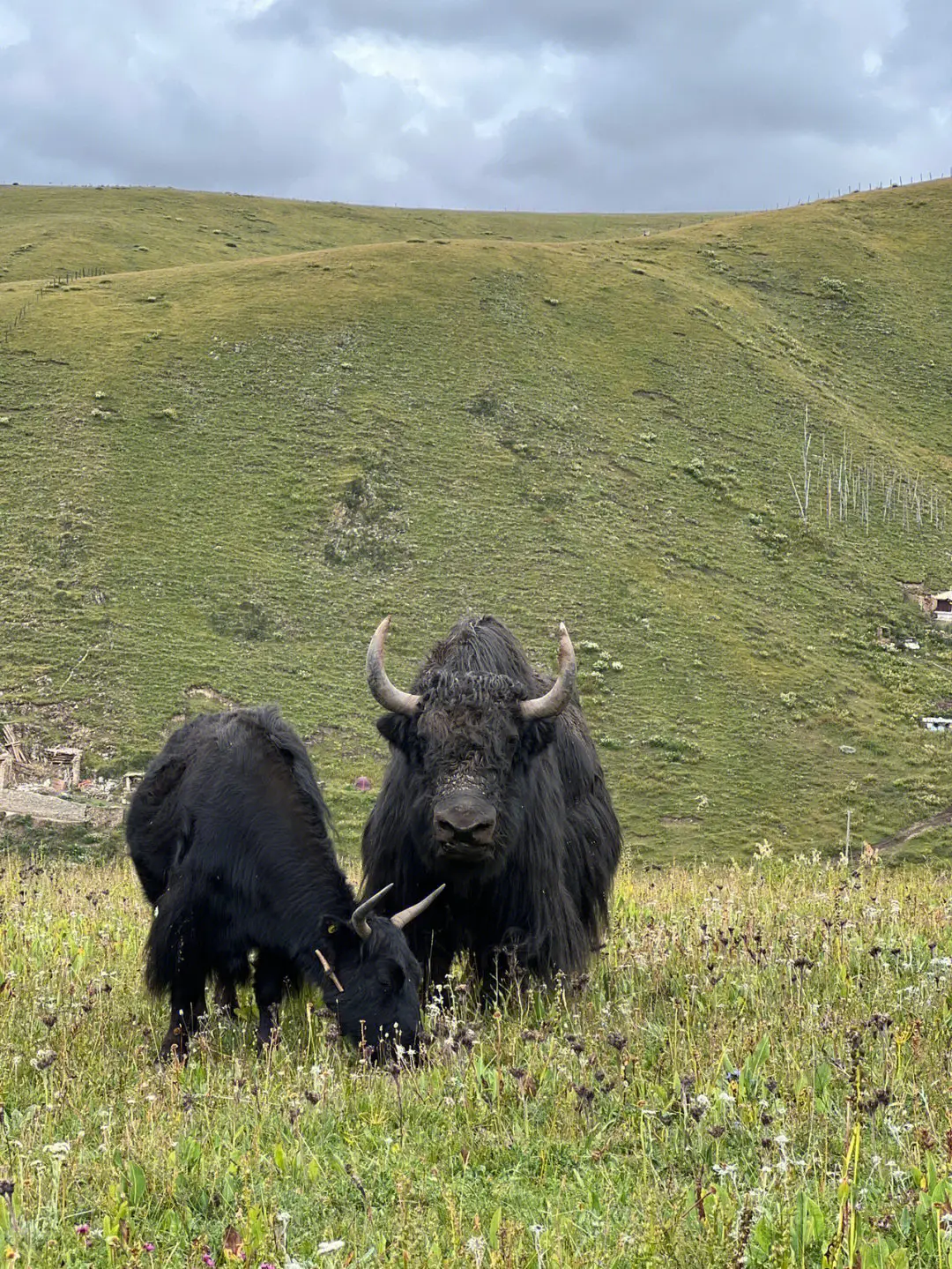 青藏高原牦牛尾，不带尾骨烧卤煲汤火锅可切片真空