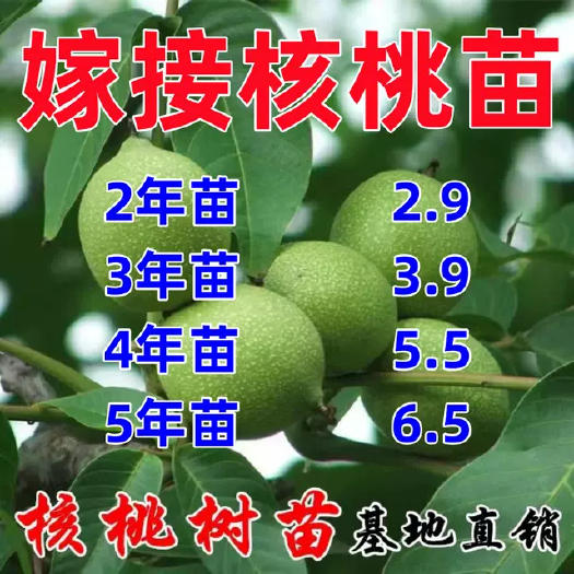 绛县供应核桃苗，薄皮核桃苗