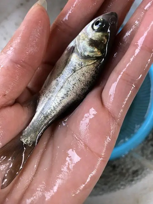 渠县花鲢鱼苗 白鲢鱼苗 存活率高包技术包运输 服务完善 量大从优