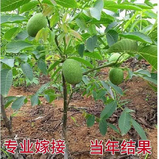 绛县核桃苗，8518核桃苗