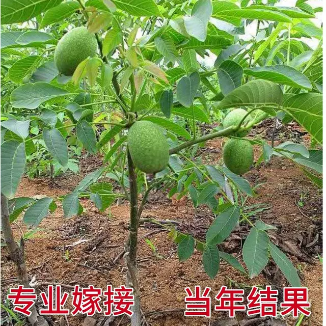 国槐苗，原生国槐苗