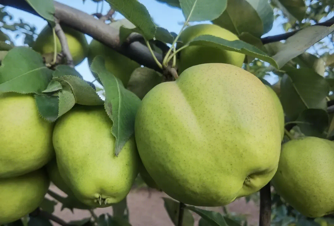 早酥梨苗