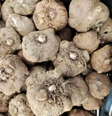 威宁县贵州魔芋