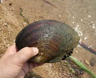 霍邱县蚌