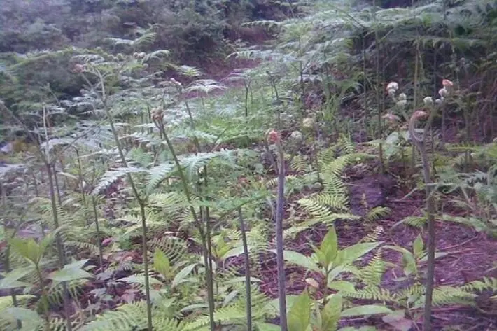 蕨菜山蕨菜野生蕨菜