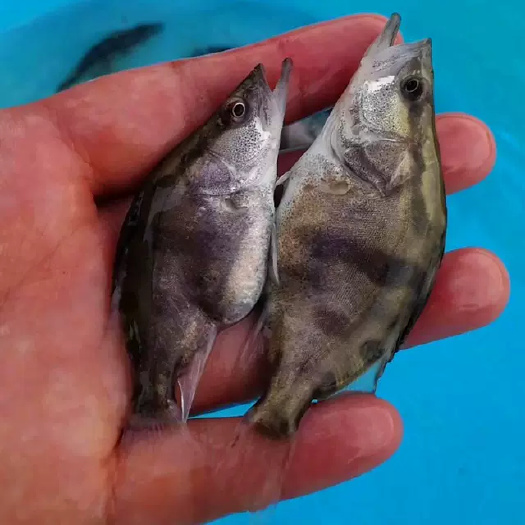 广州桂花鱼苗，普通桂花鱼苗饲料桂花鱼苗，翘嘴鳜鱼苗