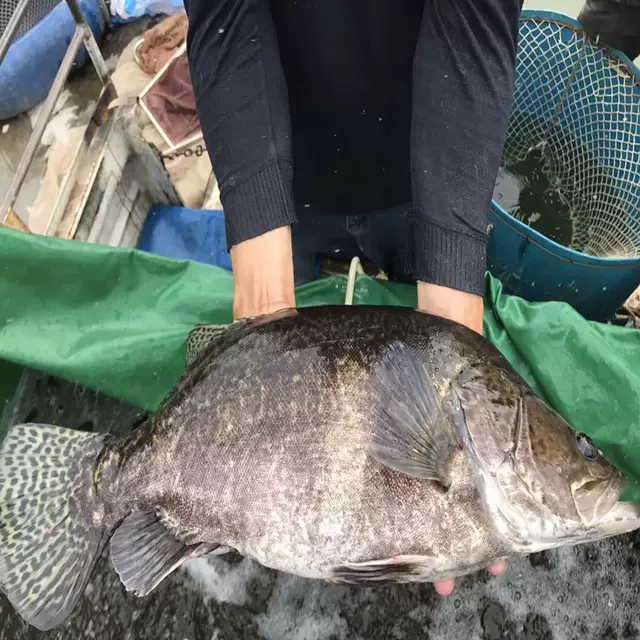 桂花鱼苗，普通桂花鱼苗饲料桂花鱼苗，翘嘴鳜鱼苗
